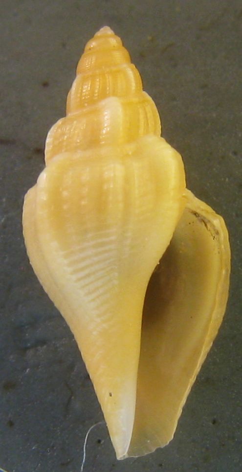 Sconosciuta